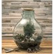 Tier terrarium van gerecycled glas met tuinset